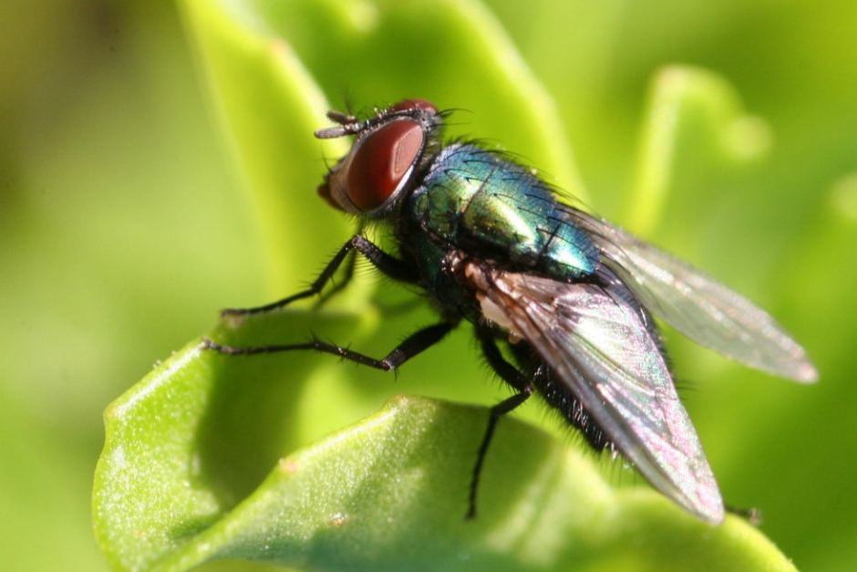 Australian green blowfly