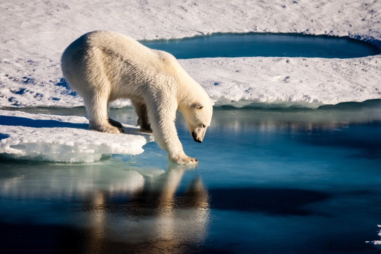 A polar bear tests the strength of thin sea ice