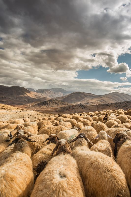 Goats - Photo by Mahir Uysal on Unsplash